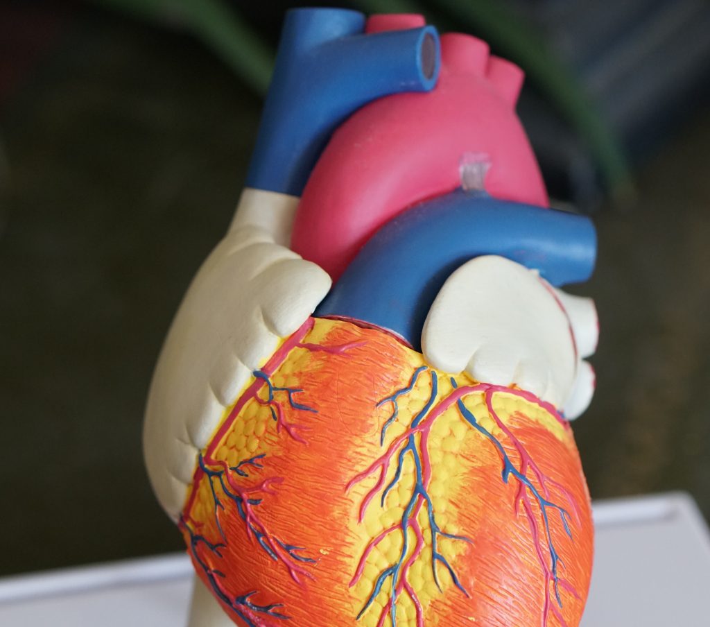 anatomical structure of heart in colours