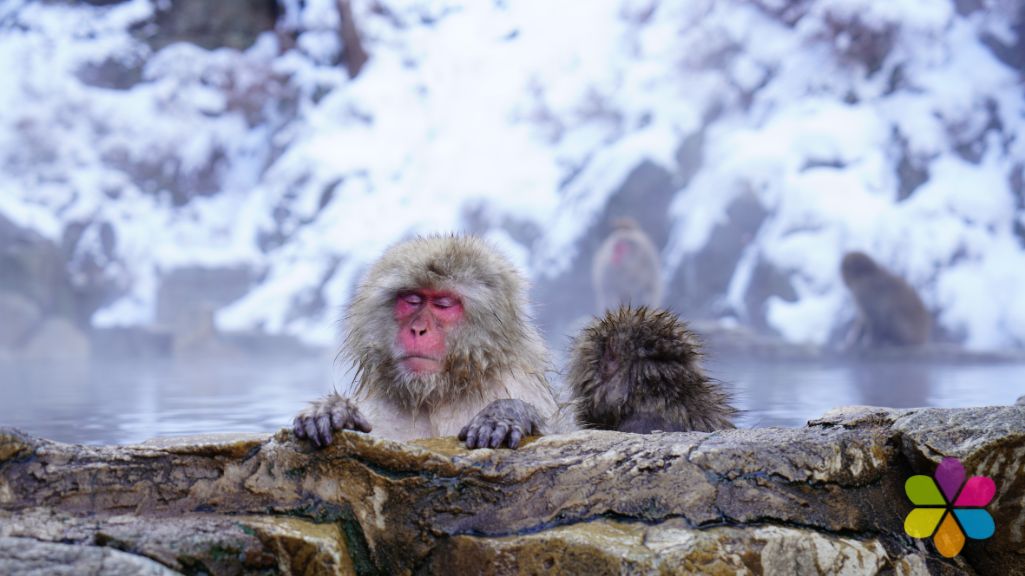 red faced Japanese macaque also known as snow money with eyes closed, snowy mountain in background