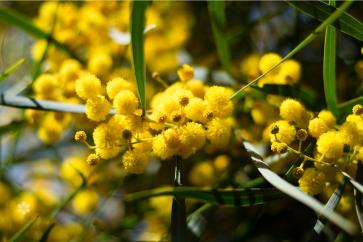 yellow wattle for endometriosis