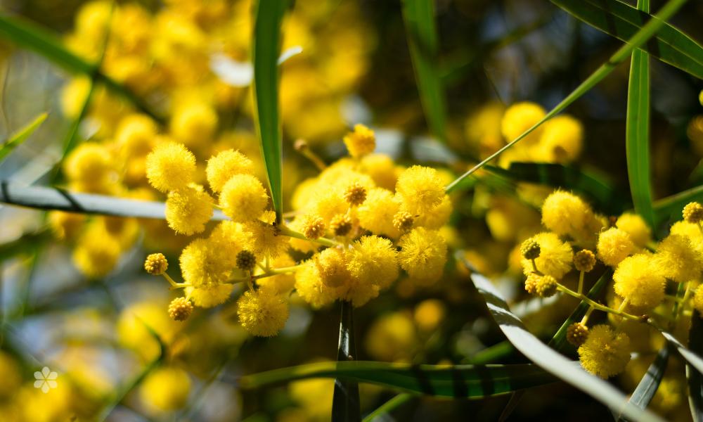 yellow wattles for endometriosis awareness