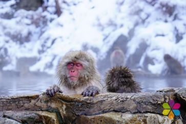 red faced Japanese macaque, also known as snow monkey, with eyes closed, snowy mountain in background