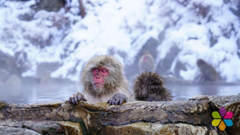 red faced Japanese macaque also known as snow money with eyes closed, snowy mountain in background